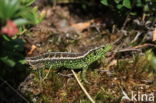 Zandhagedis (Lacerta agilis)