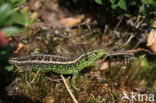 Zandhagedis (Lacerta agilis)