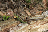 Zandhagedis (Lacerta agilis)