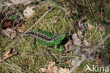 Sand Lizard (Lacerta agilis)