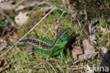 Zandhagedis (Lacerta agilis)