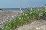 Sea Rocket (Cakile maritima)