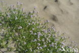 Sea Rocket (Cakile maritima)