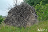 Zomereik (Quercus robur)