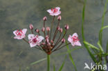 Zwanenbloem (Butomus umbellatus)