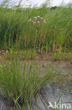 Flowering-rush (Butomus umbellatus)