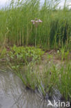 Flowering-rush (Butomus umbellatus)