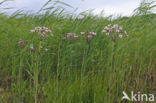 Zwanenbloem (Butomus umbellatus)