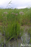 Zwanenbloem (Butomus umbellatus)