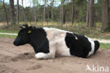 Cow (Bos domesticus)