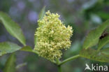 Trosvlier (Sambucus racemosa)