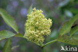 scarlet elderberry (Sambucus racemosa)