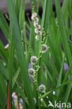 Grote egelskop (Sparganium erectum)