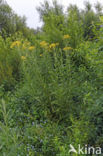 Broad-leaved Ragwort (Senecio fluviatilis)