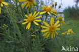 Broad-leaved Ragwort (Senecio fluviatilis)