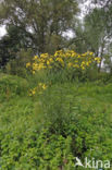 Broad-leaved Ragwort (Senecio fluviatilis)