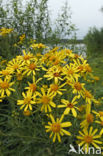 Broad-leaved Ragwort (Senecio fluviatilis)