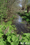 Butterbur (Petasites hybridus)