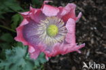 Poppy (Papaver spec)