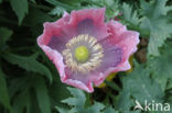 Poppy (Papaver spec)