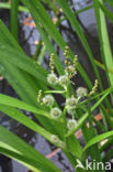 Grote egelskop (Sparganium erectum)