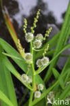 Grote egelskop (Sparganium erectum)