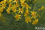 Broad-leaved Ragwort (Senecio fluviatilis)