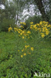 Broad-leaved Ragwort (Senecio fluviatilis)