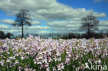 Pinksterbloem (Cardamine pratensis)