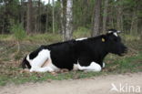 Cow (Bos domesticus)