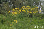 Broad-leaved Ragwort (Senecio fluviatilis)