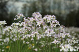 Pinksterbloem (Cardamine pratensis)