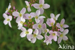 Pinksterbloem (Cardamine pratensis)