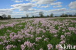 Pinksterbloem (Cardamine pratensis)