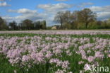 Pinksterbloem (Cardamine pratensis)