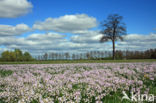 Pinksterbloem (Cardamine pratensis)