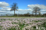 Pinksterbloem (Cardamine pratensis)