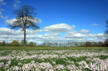 Pinksterbloem (Cardamine pratensis)