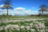 Pinksterbloem (Cardamine pratensis)