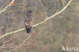 Common Buzzard (Buteo buteo)