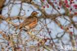 Redwing (Turdus iliacus)