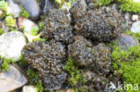 Lempholemma chalazanum