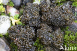 Lempholemma chalazanum