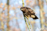 Common Buzzard (Buteo buteo)