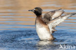 Tufted Duck (Aythya fuligula)