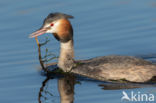 Great Crested Grebe (Podiceps cristatus)