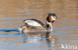 Great Crested Grebe (Podiceps cristatus)