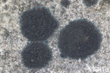 Ink lichen (Placynthium nigrum)