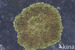Wrattig schildmos (Neofuscelia verruculifera)