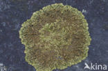 Neofuscelia verruculifera